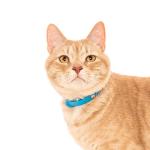 Nuvuq Soft Breakaway Cat Collar with ID Tag