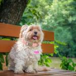 Custom Engraved Dog Tags with Rhinestones