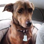 LuckyPet Glow-in-the-Dark Custom Pet ID Tag