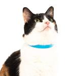 Nuvuq Soft Breakaway Cat Collar with ID Tag