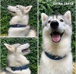 Ultra Comfort Padded Dog Collar with ID Holder