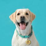 Personalized Stainless Steel Dog Name Tags