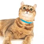 Nuvuq Soft Breakaway Cat Collar with ID Tag