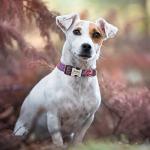 Custom Engraved Dog Collars with ID Tags