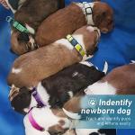 Soft Adjustable Puppy Collars with ID Bands, 12 Pack