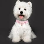 Iridescent Pink Dog Collar with Heart Pendant