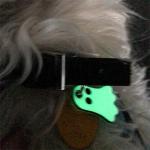 LuckyPet Glow-in-the-Dark Custom Pet ID Tag
