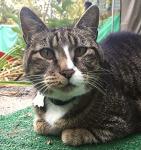 LuckyPet Glow-in-the-Dark Custom Pet ID Tag