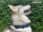 Ultra Comfort Padded Dog Collar with ID Holder