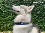 Ultra Comfort Padded Dog Collar with ID Holder