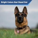 Personalized Stainless Steel Paw Print Pet Tag