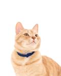 Soft Breakaway Cat Collar with Name Tag Ring