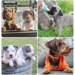 Adjustable Puppy ID Collars with Bells - 19 Pack