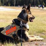 Do Not Pet Patches - 2 Pack for Dogs