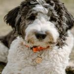 Personalized Stainless Steel Pet ID Tag with Heart