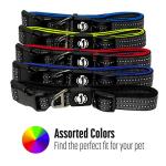Reflective Adjustable Nylon Dog Collar by Franklin