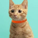 Tilious 15 Color Adjustable Puppy ID Collars