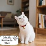 Personalized Silicone Pet ID Tags Set of 6