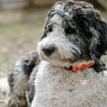 Personalized Stainless Steel Pet ID Tag with Heart