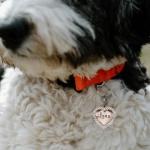 Personalized Stainless Steel Pet ID Tag with Heart