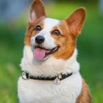 Emotional Support Dog Tag with Medical Alert Symbol