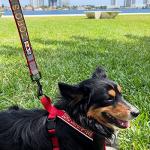 Personalized Pink Dog Leash with ID Embroidery