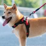 Emotional Support Dog Tag with Medical Alert Symbol