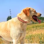 Personalized Reflective Dog Collar with Embroidered Name