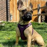 Step-in Air Harness for Dogs and Cats - Purple