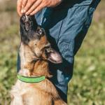 Personalized Reflective Dog Collar with Embroidered Name