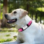 Personalized Reflective Dog Collar with Name - Orange