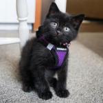 Step-in Air Harness for Dogs and Cats - Purple