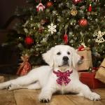 Christmas Dog Collars with Bow Ties - 2 Pack