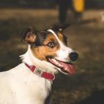Personalized Reflective Pet Collar with Name - Green