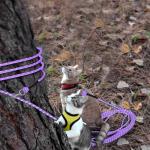 Rypet 30 FT Reflective Cat Leash – Safe & Durable