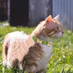 Custom Velvet Cat Collar with Name and Bell