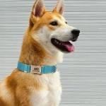 Personalized Reflective Pet Collar with Name - Green