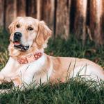 Christmas Dog Collar and Leash Set with Bow Tie