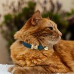 Custom Velvet Cat Collar with Name and Bell