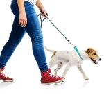 Personalized Reflective Martingale Dog Collar with Name