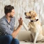 Personalized Leather Dog Collar with Engraved ID Tag