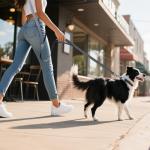 Hands-Free Reflective Dog Leash and Waist Belt