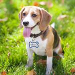 Personalized Glitter Dog Name Tag - Pink Bone