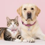 WhoseID QR Code Cat ID Tag - Rose