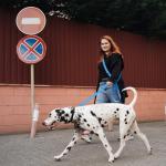 Hands-Free Reflective Dog Leash and Waist Belt