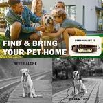 Custom Leather Dog Collar with Engravable Nameplate