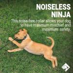 Silent Slide-On Personalized Dog Tags in Stainless Steel