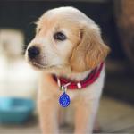 Aluminum QR Pet ID Tag for Dogs & Cats