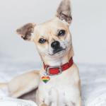 Rainbow Heart Charm for Collar, Bracelets, and Bags