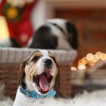 Colorful Adjustable ID Collars for Dogs